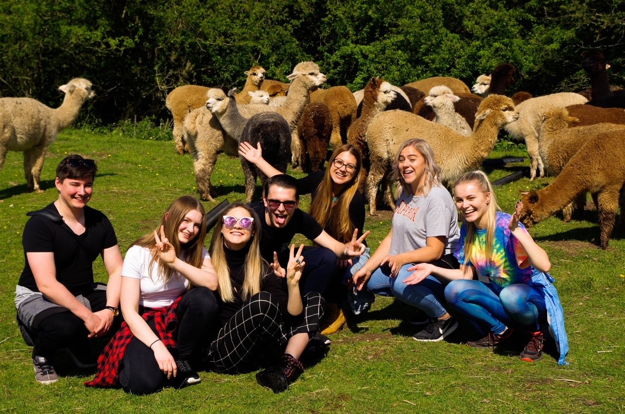 Meet the alpacas